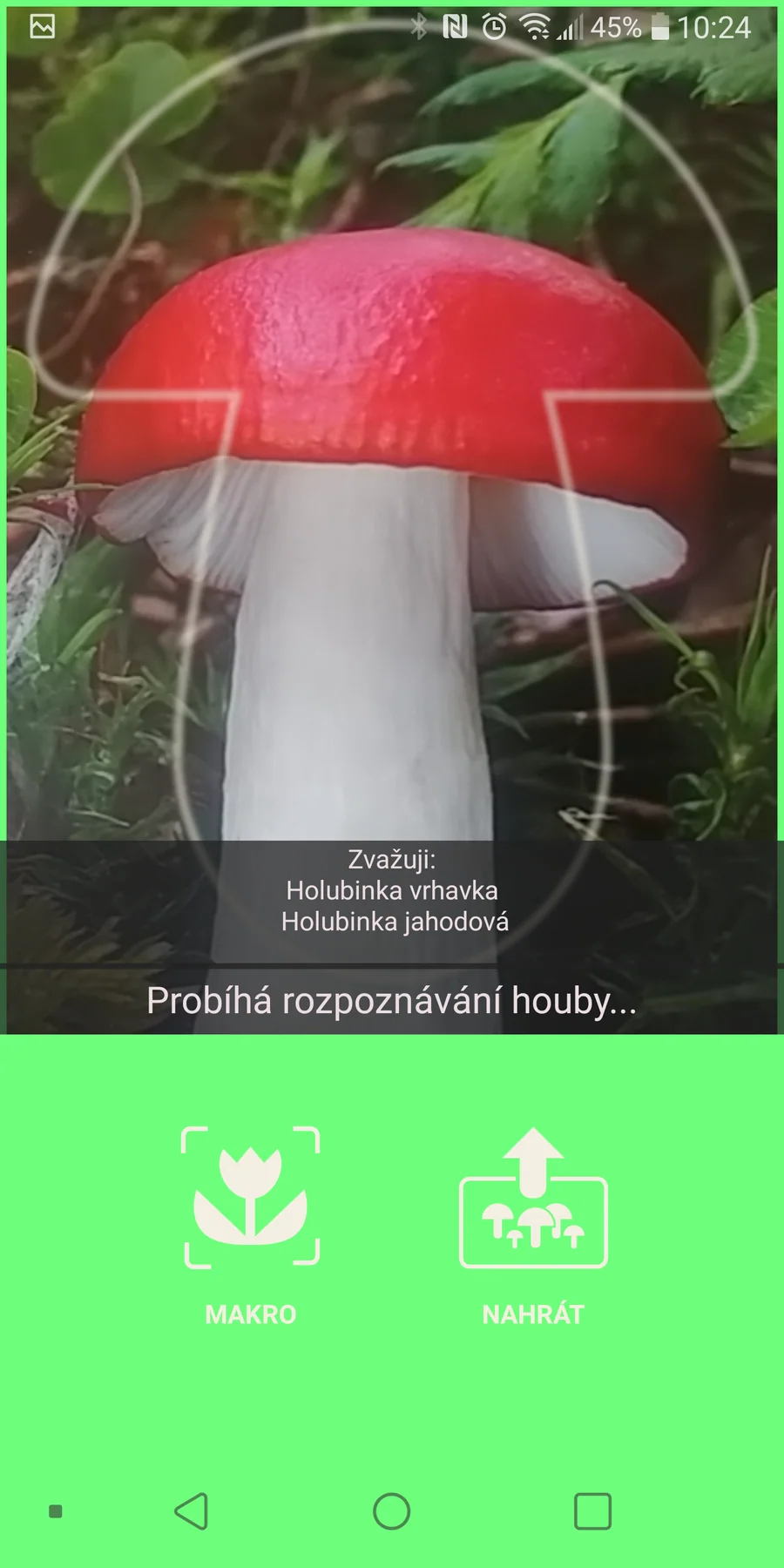 Aplikace na houby: rozpoznávání houby fotoaparátem