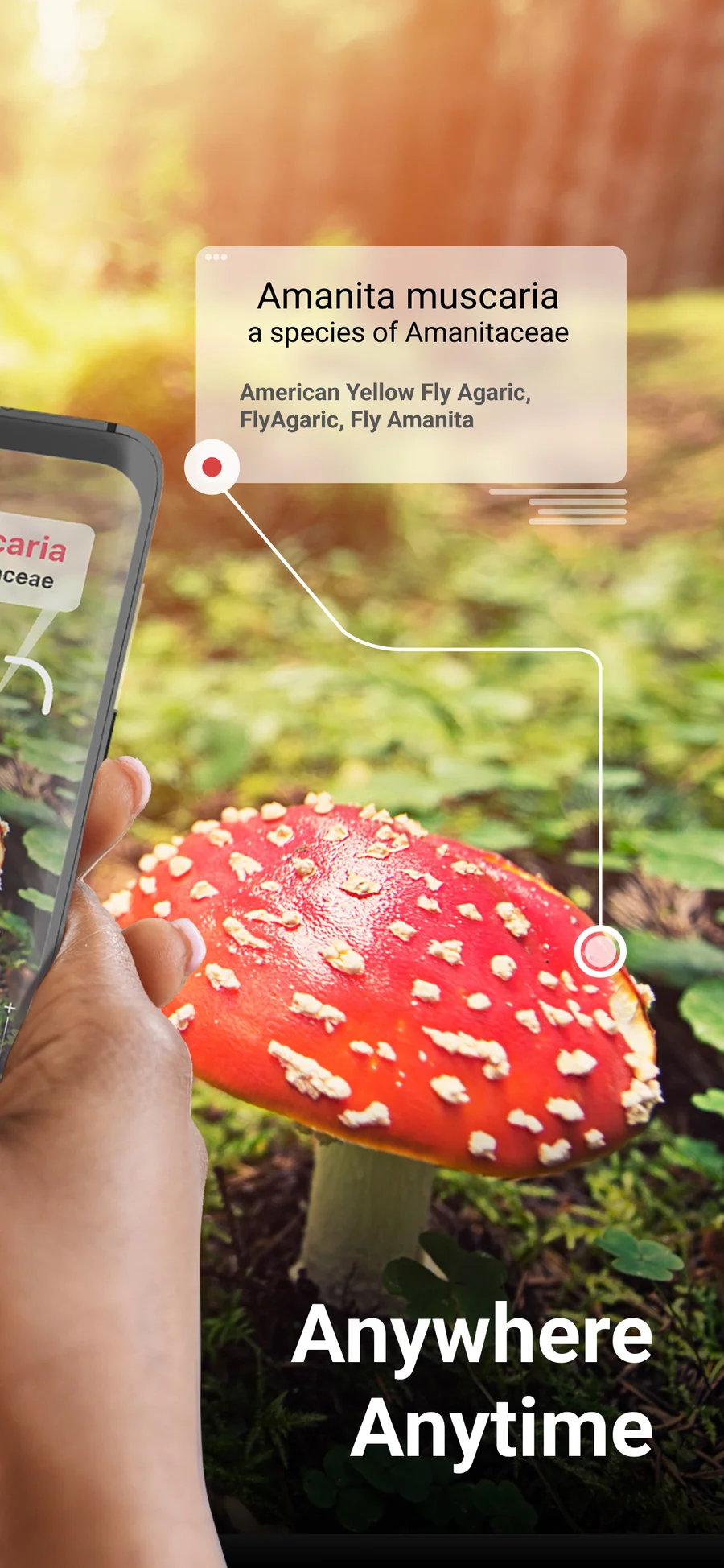 Picture Mushroom: návrh určení druhu
