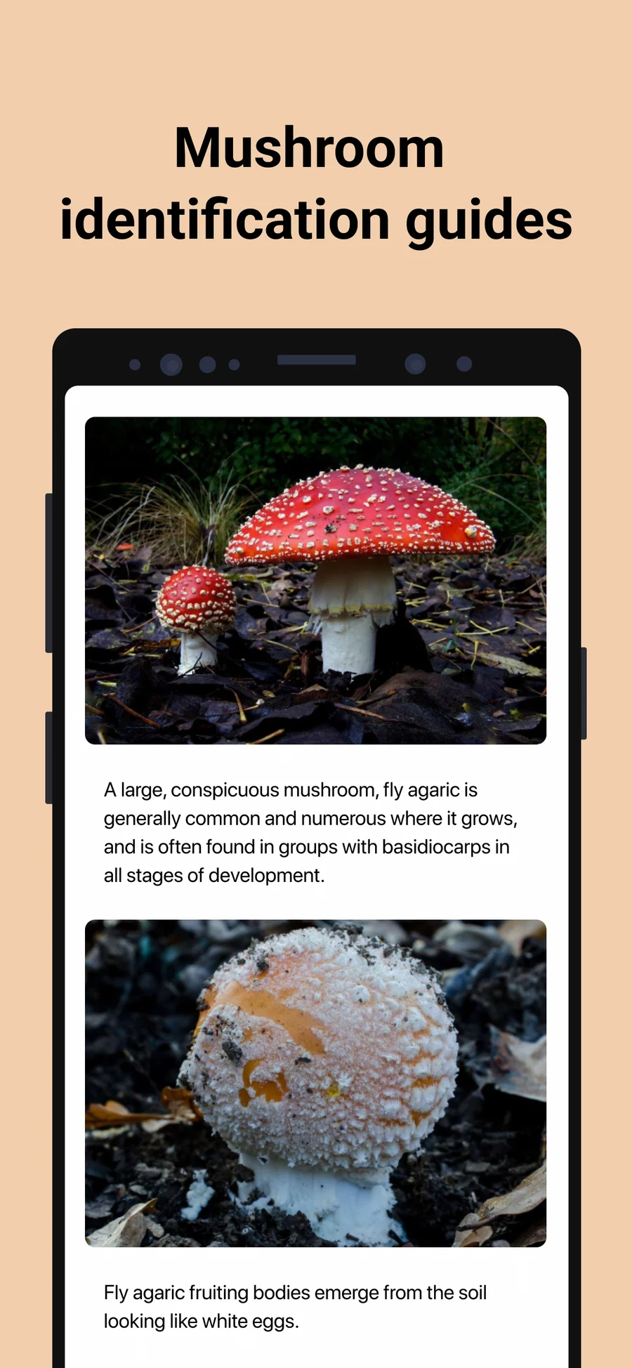 Picture Mushroom: průvodce rozlišovacími znaky