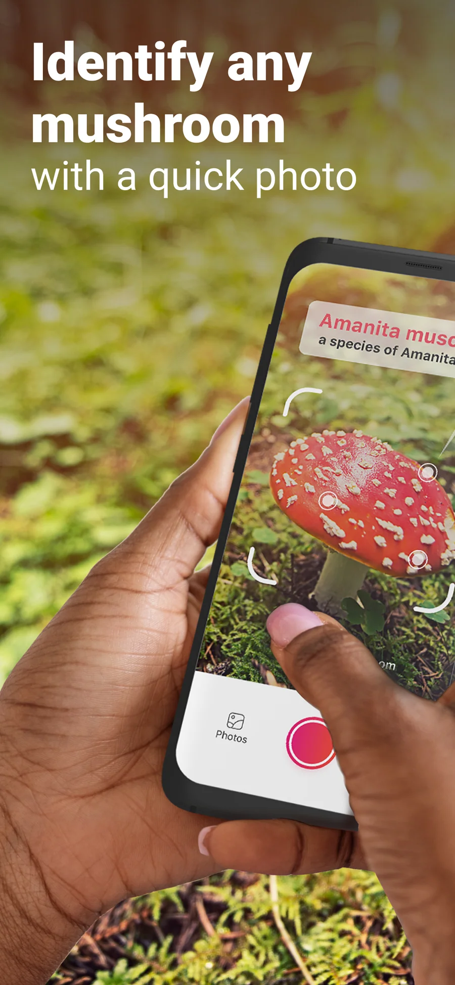 Picture Mushroom: rozpoznávání houby z fotografie