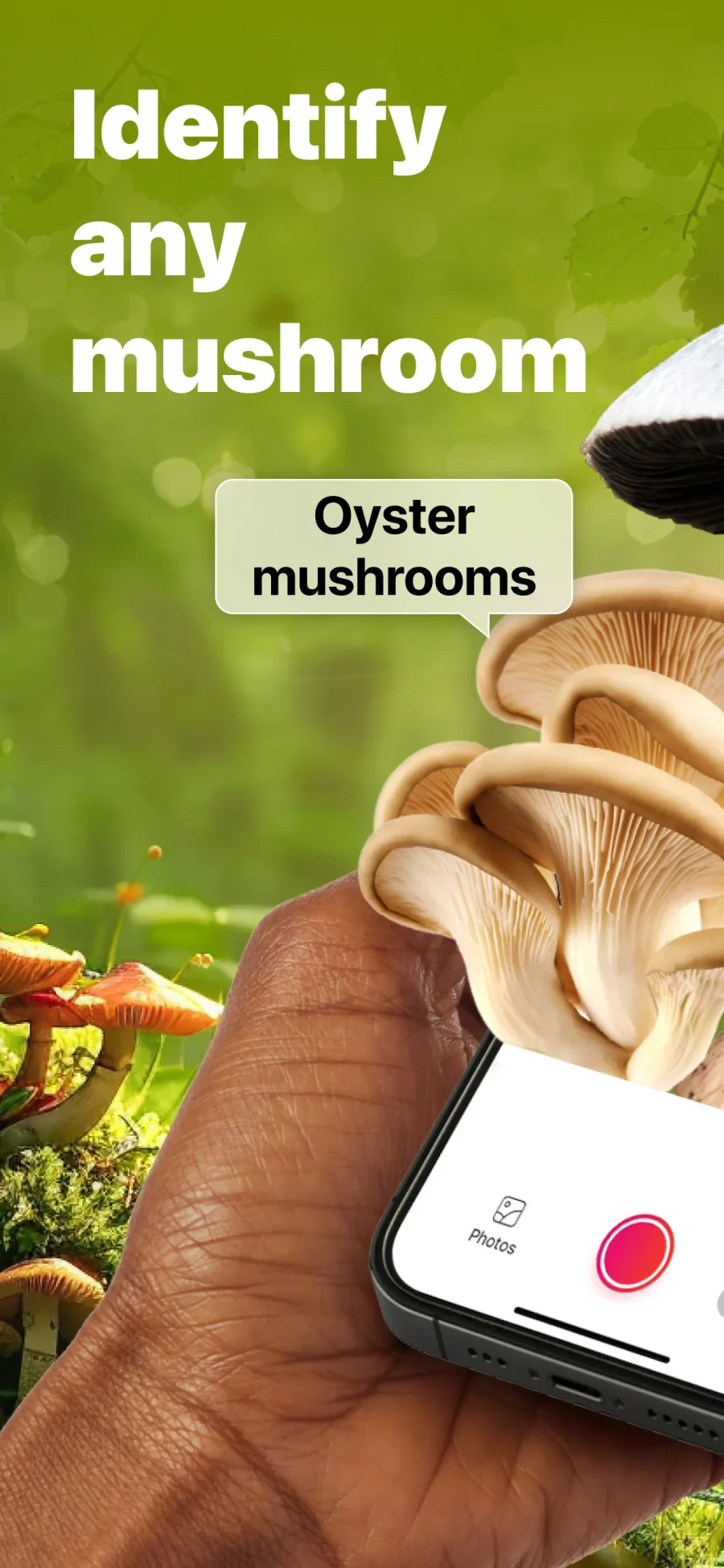 Picture Mushroom: rozpoznávání houby z fotografie