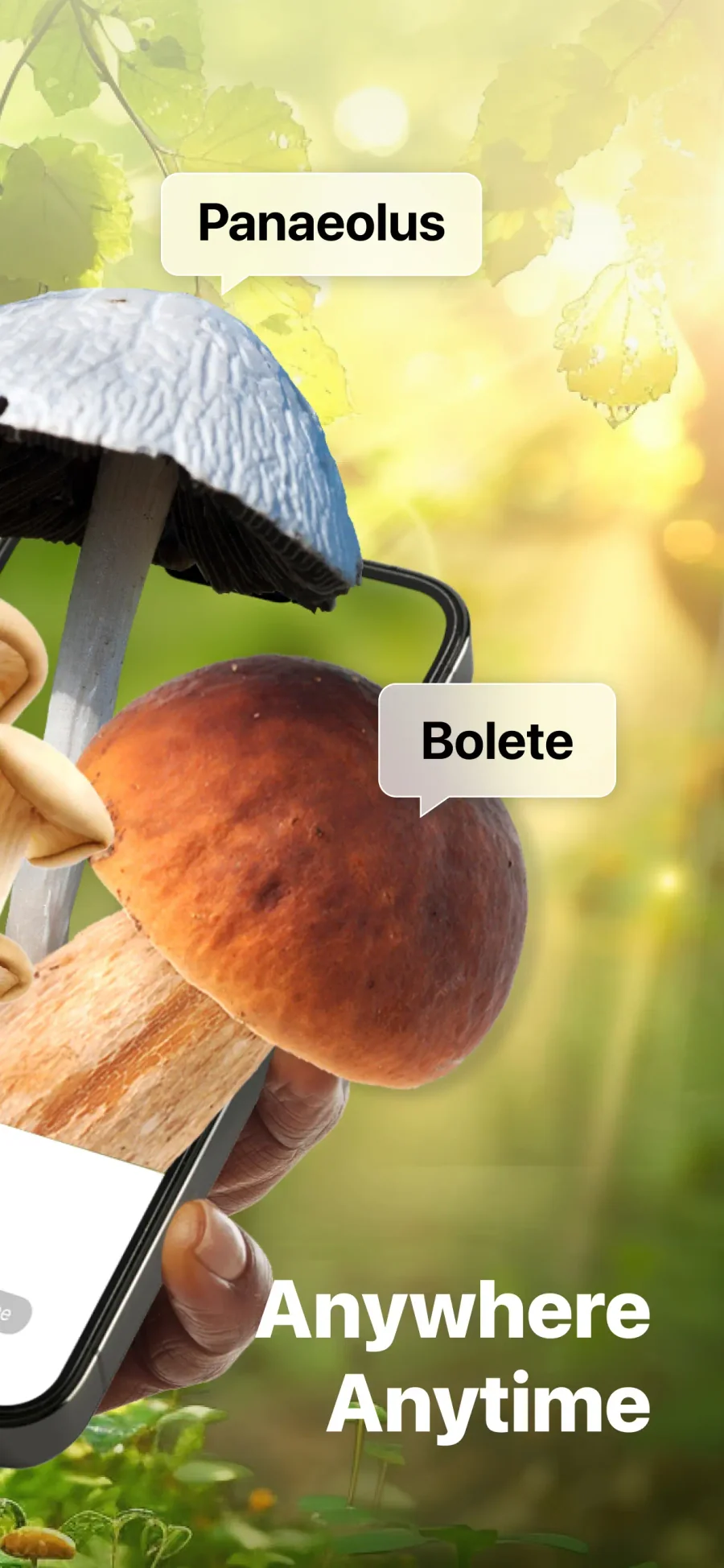 Picture Mushroom: ukázky určovaných hub