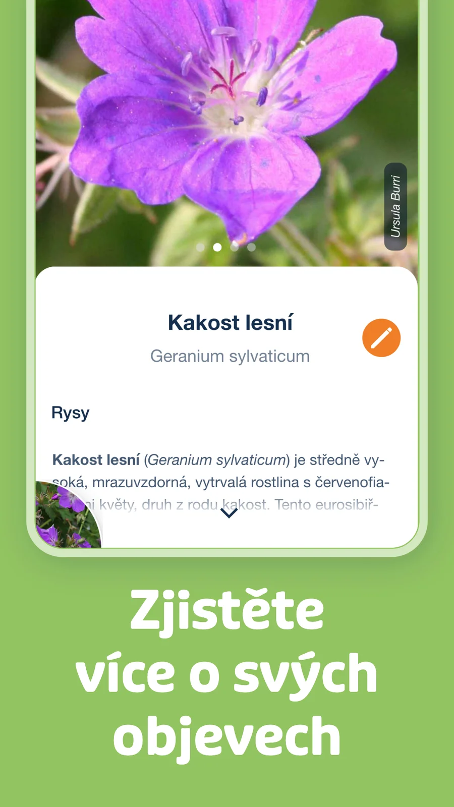 Flora Incognita: popis rozpoznaného druhu