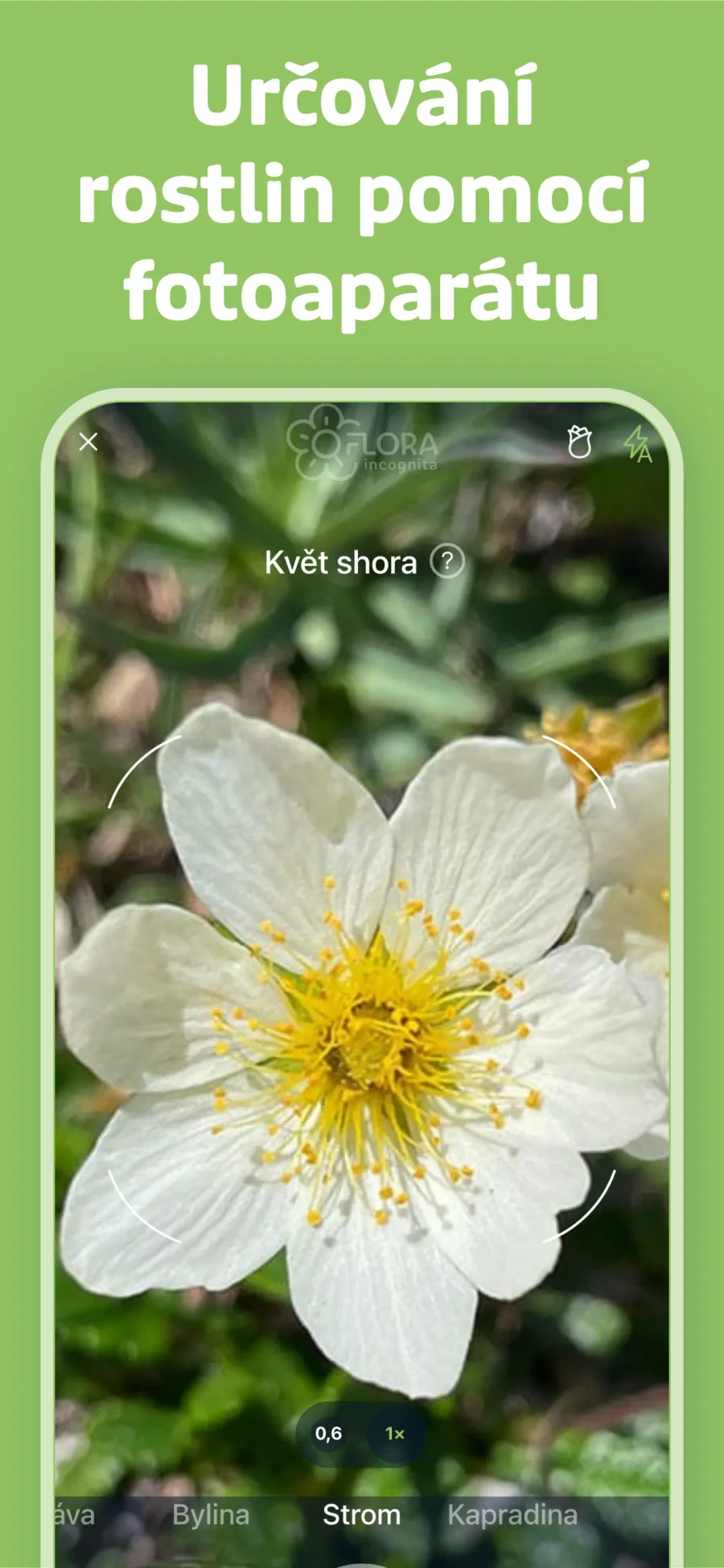 Flora Incognita: fotografování květu