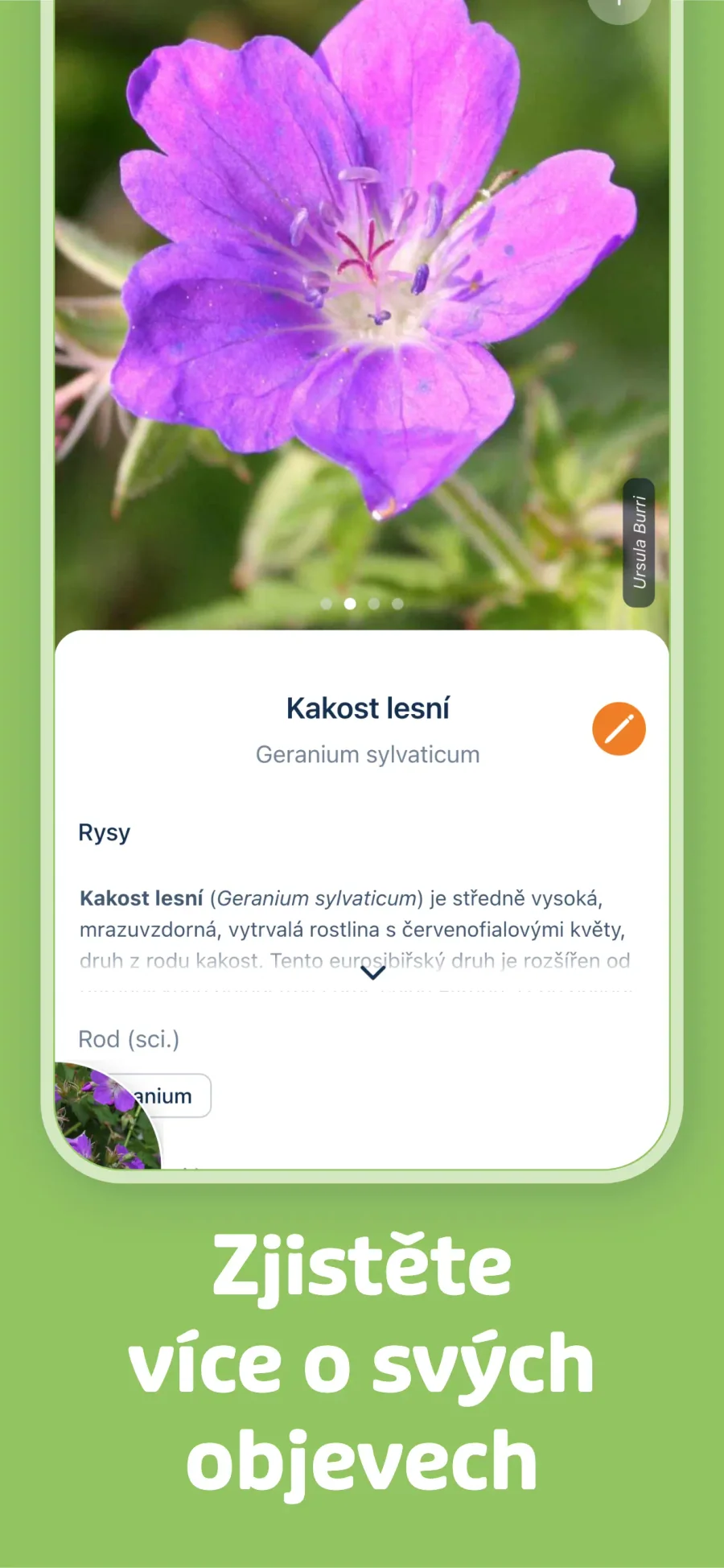 Flora Incognita: popis rozpoznaného druhu