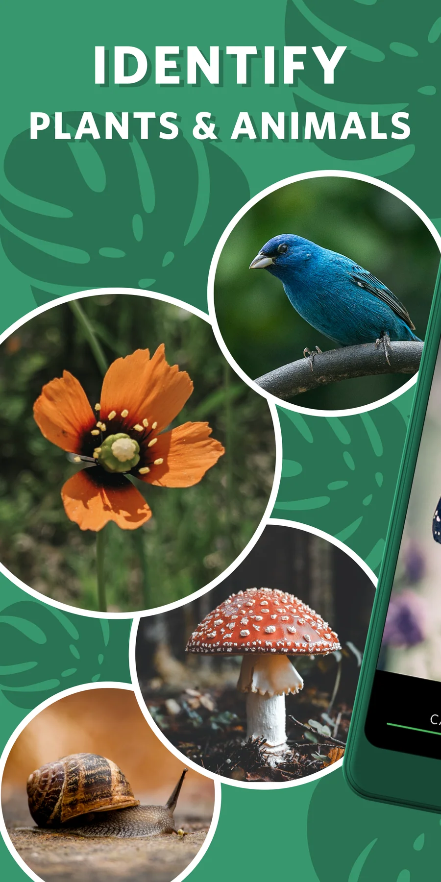 Seek by iNaturalist: objevování rostlin a živočichů