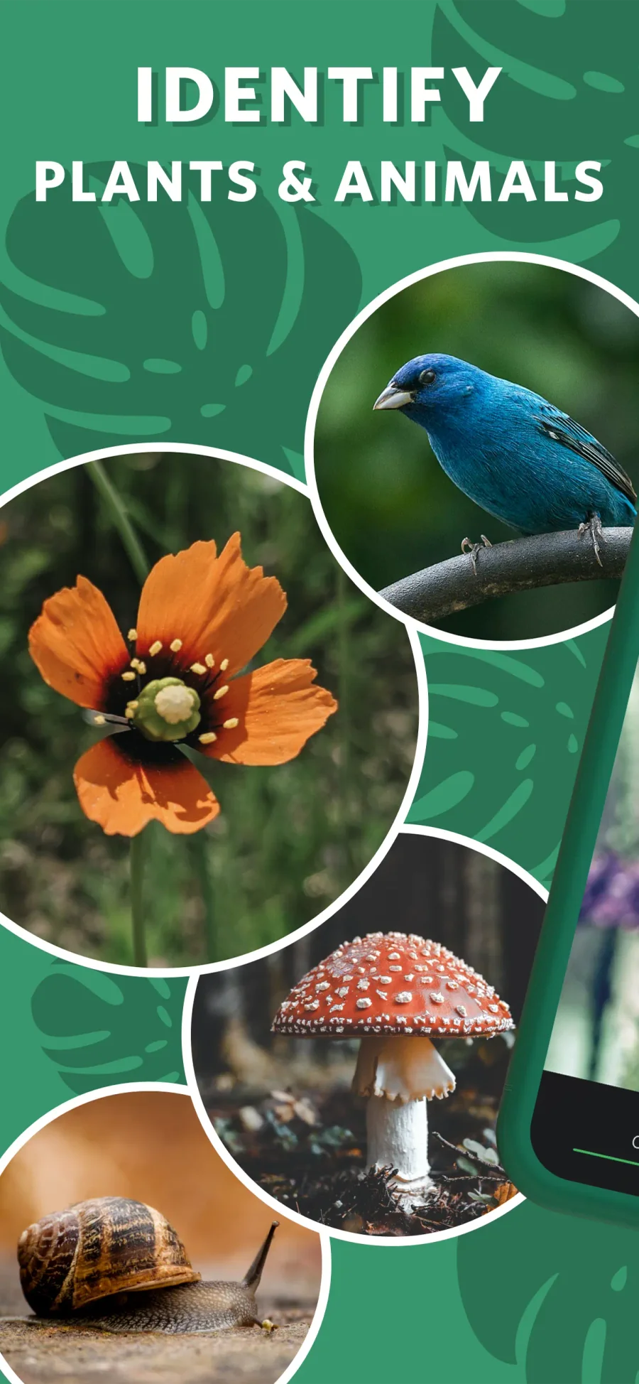 Seek by iNaturalist: objevování rostlin a živočichů